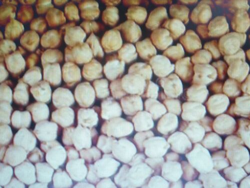 40 Graines De Pois Chiches À Semer