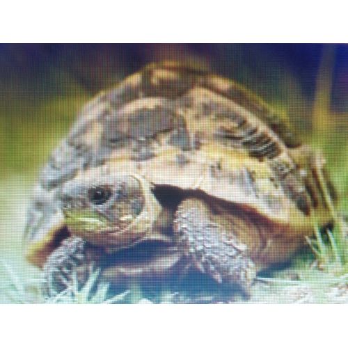 1000 Graines En Mélange À Semer Pour Tortue