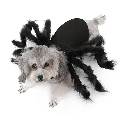 Qiilu Déguisement Araignée Pour Animaux Domestiques Halloween Vêtements Chien Chat Effrayante Simulation Araignée Peluche Robe