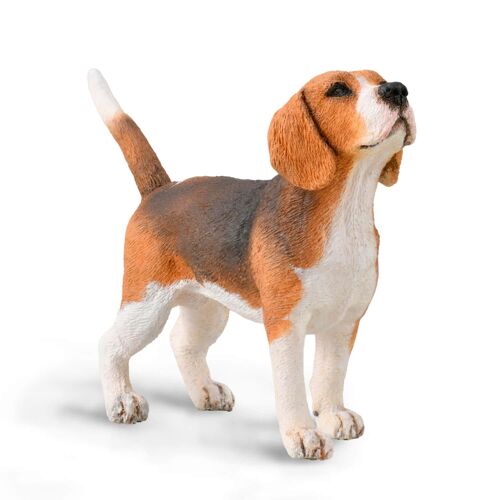 Perro Beagle M