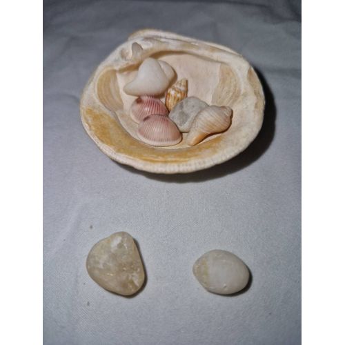 Coquillage Et Minis Coquillages