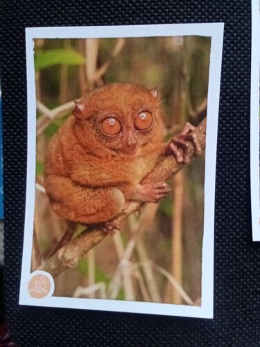 Animaux 2020 N°198 - Image Sticker Vignette Panini