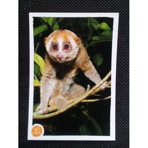 Animaux 2020 N°199 - Image Sticker Vignette Panini