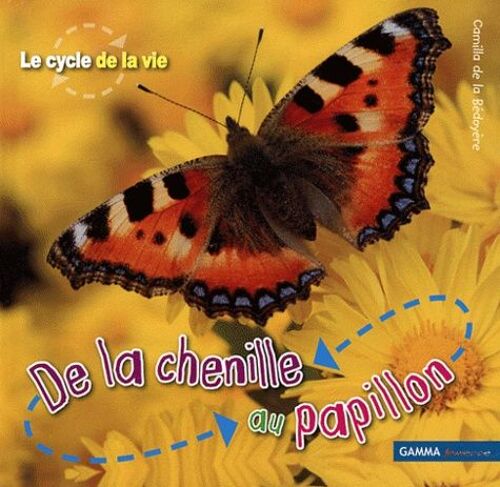 De La Chenille Au Papillon