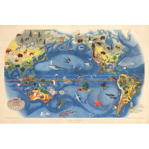 Affiche Fauna Et Flora Pacific Carte Map