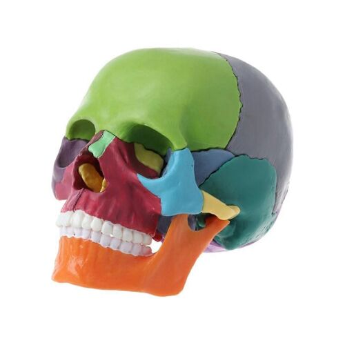 15 Pcs/Set Modèle De Crâne De Couleur Démonté Modèle Anatomique Modèle Détachable Outil D'enseignement 