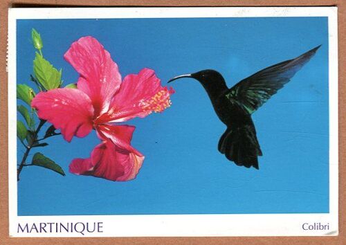Carte Postale - " Colibri " - Martinique - 972