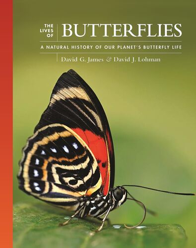 The Lives Of Butterflies