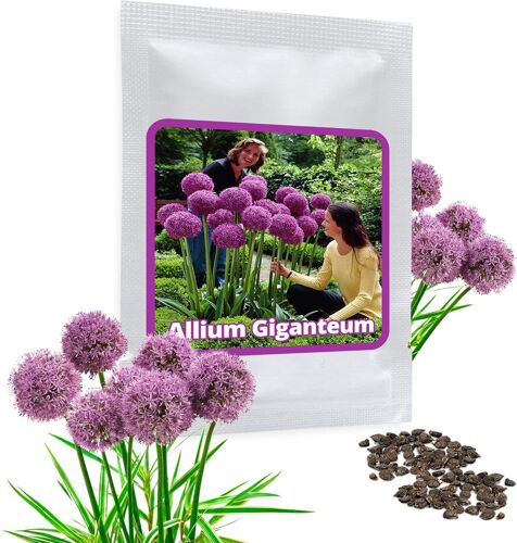 Allium Giganteum 30 Graines - Ail D'ornement Géant - Violette - Belle Graines De Fleurs