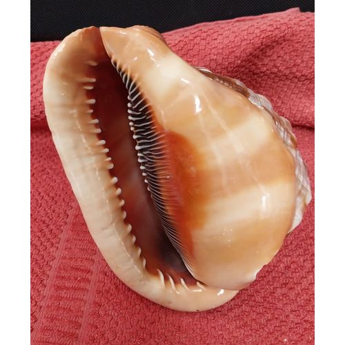 Coquillage Cassis Rufa