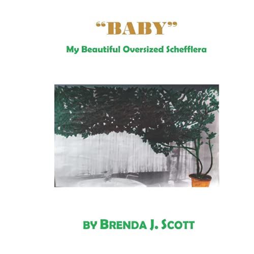"Baby" My Beautiful Oversized Schefflera