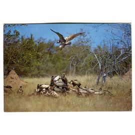 Carte Postale - " White-Backed Vulture " - ( Vautour A Dos Blanc ) - Afrique Du Sud