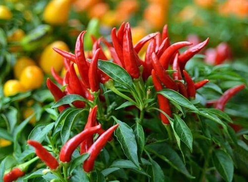 25 Graines De Piments Oiseau