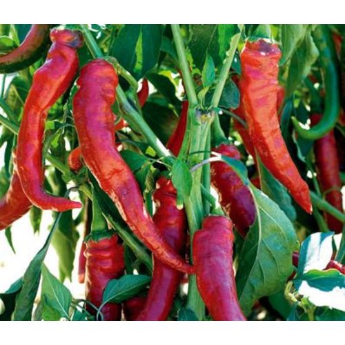 25 Graines De Poivron Doux Très Long Des Landes