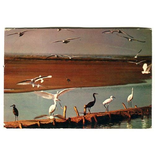 Carte Postale - Faune Africaine - Vol D' Oiseaux - Madagascar