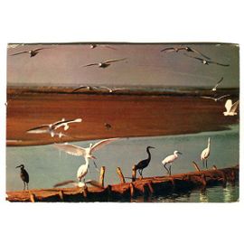 Carte Postale - Faune Africaine - Vol D' Oiseaux - Madagascar