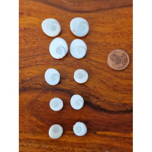 Oeil De Sainte Lucie X10