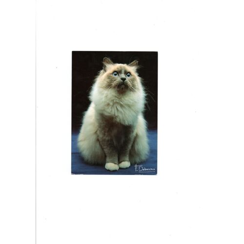 Photo Francis Debaisieux : Chat Sacré De Birmanie Blue Point.