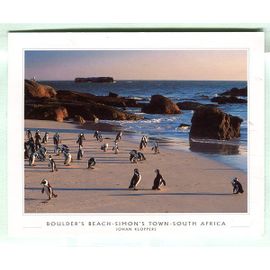 Carte Postale - Boulder's Beach - Simon's Town - Afrique Du Sud