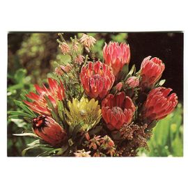 Carte Postale - Pty - Réf 211 - " Proteas " - Afrique Du Sud