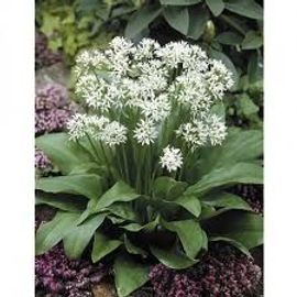 Bulbes D'ail Des Ours X 8