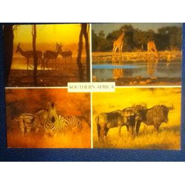 4 Vues : Impala, Girafes, Zèbres, Koudous