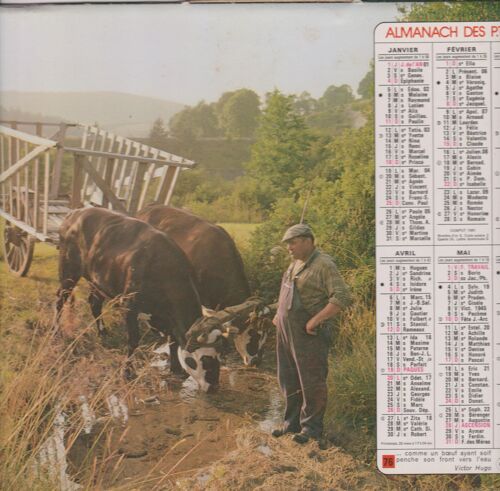 Almanach Des P.T.T. Oberthur 1981 Boeufs / Fauchage