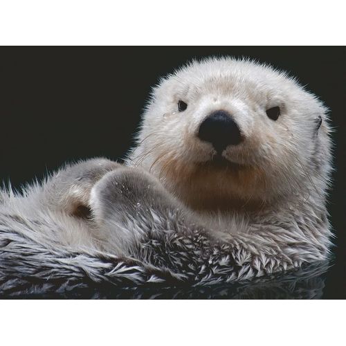Douce Petite Loutre - Puzzle 500 Pièces