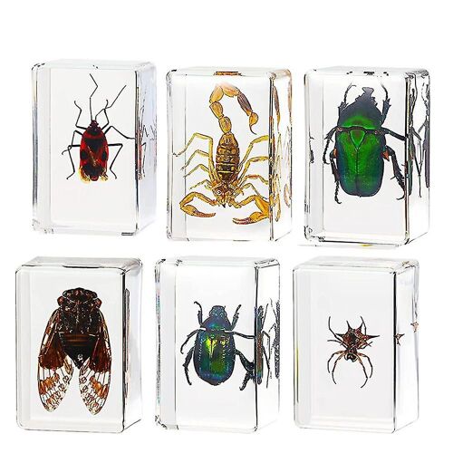 6-Pack Insect Résine Spécimen Cigale Collection Presse-Papier Résine Arachnide Spécimen Insecte Différent 