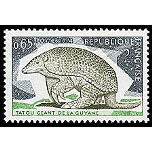 Tatou Géant De Guyane