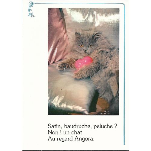 Chat Persa, Brun Et Texte