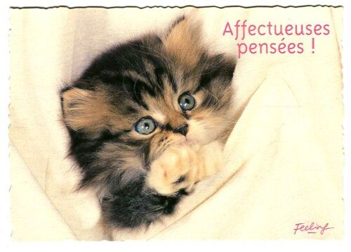 Carte Postale - Feeling - " Affectueuses Pensées ! "