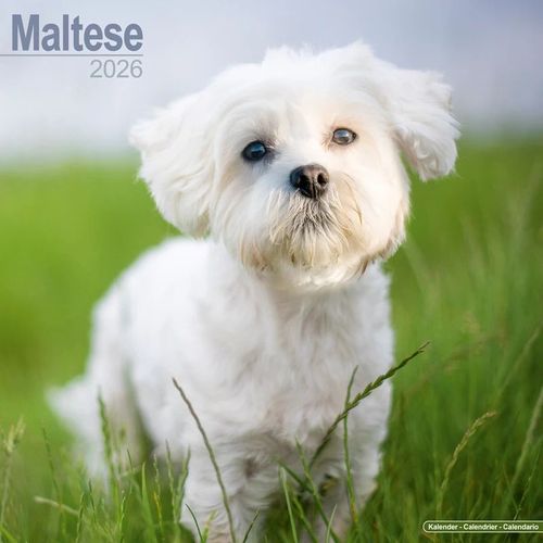 Calendrier Bichon Maltais 2026