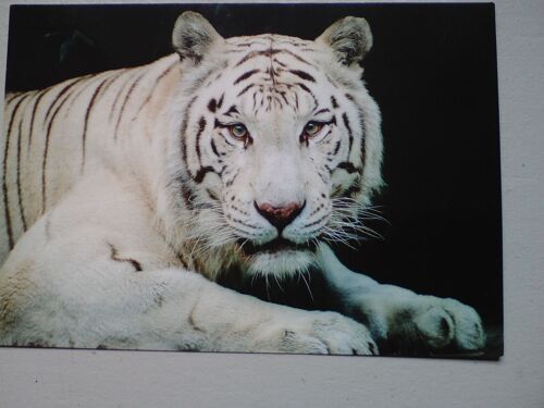 Touroparc - Tigre Blanc