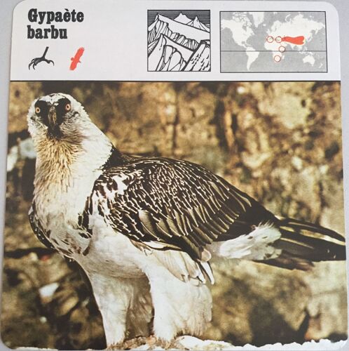 Editions Rencontre 1975 Gypaète Barbu