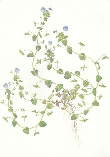 Fiche Veronica Persica, Véronique De Perse