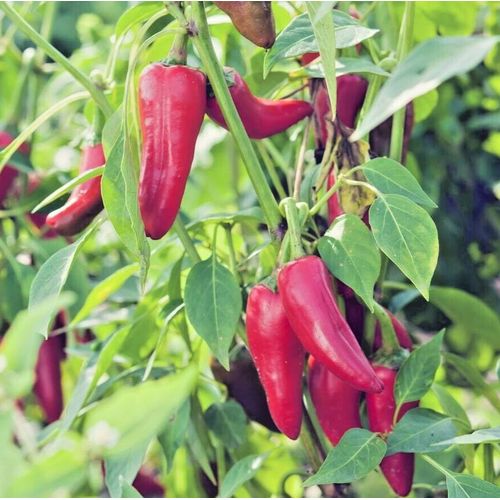 25 Graines De Piment D'espelette Gorria Méthode Bio Potager Ancien Permaculture