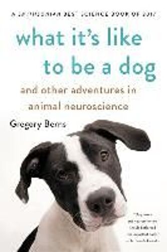 What It's Like To Be A Dog