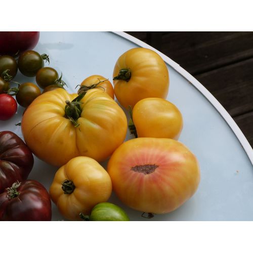 Tomate Coeur De Boeuf Blanche - 15 Graines