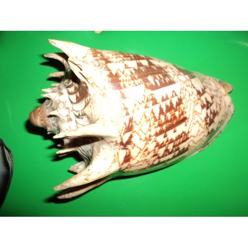 Coquillage Polynésien