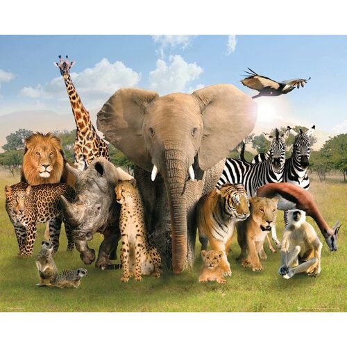 Wild World - Monde Sauvage - 40x50cm - Affiche / Poster Envoi En Tube