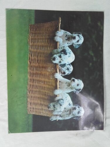 Sous Main Bureau Affiche Plastifiée Dalmatiens Bébés Chiens