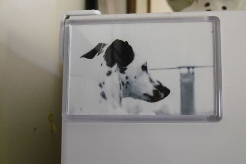 Magnet Dalmatien : 7,5x5cm.