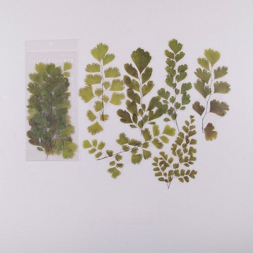 Fleurs Autocollants Pour Scrapbooking, Pour Déco, Album, Diy, Papeterie, Pet, 6 Pièces, Fougère, Feuilles D'eucalyptus, Stickers, Journal