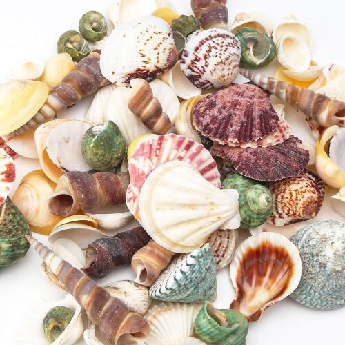 Ensemble De Coquillages, 50-70 Pcs Coquillages Naturels Assortis Pour L'artisanat Vase Fillers Party Home Seaside Decorations