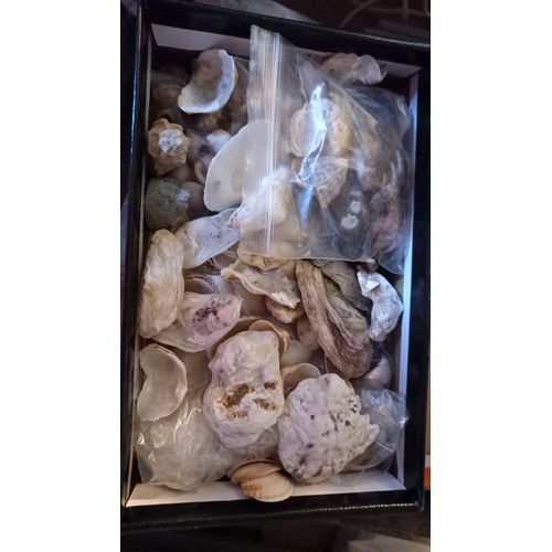 Lot De Coquillages Mediterranée