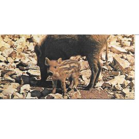 Chocolat Nestle. Carte Merveilles Du Monde N° 81 Animaux De Chez Nous. Le Sanglier