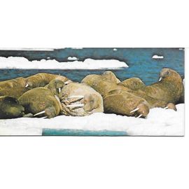 Carte Chocolat Nestle Merveilles Du Monde N° 43 Animaux Des Regions Polaires. Le Morse