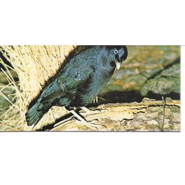 Chocolat Nestle. Carte Merveilles Du Monde N° 68 Animaux Constructeurs. Les Oiseaux Jardinniers