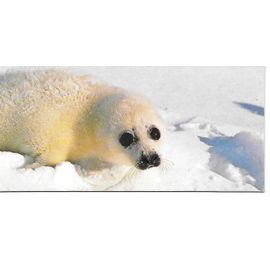 Carte Chocolat Nestle Merveilles Du Monde N° 42 Animaux Des Regions Polaires. Les Phoques